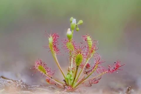 Middle sundew, Drosera intermedia, oblong-leaved sundew, Lower Saxony, Germany