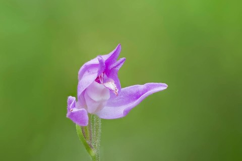 Red Forest Bird, Cephalanthera rubra, Red Helleborine, Lower Saxony, Germany