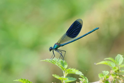 Banded dragonfly male, Calopteryx splendens, Male Banded Demoiselle, Lower Saxony, Germany