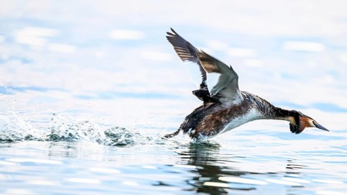 A great crested grebe (Podiceps scalloped ribbonfish) takes off from the water surface splashing