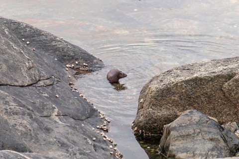 The American Mink (Mustela vison) is a graceful predator that lives by the sea in Norway near Bodø
