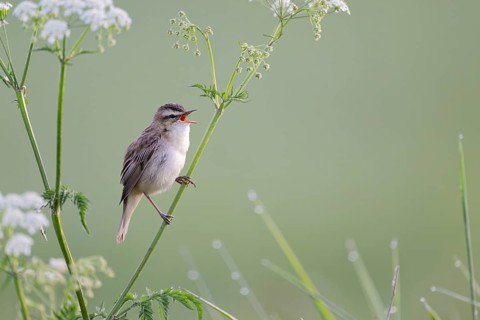 Reed Warbler, Acrocephalus schoenobaenus, Sedge Warbler, Lower Saxony, Germany