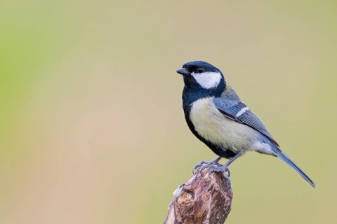 Great Tit, Parus major, Great Tit, Lower Saxony, Germany