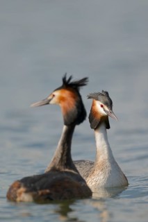 Haubentaucher courtship, Podiceps cristatus, Great crested Grebe courtship, Lower Saxony, Germany