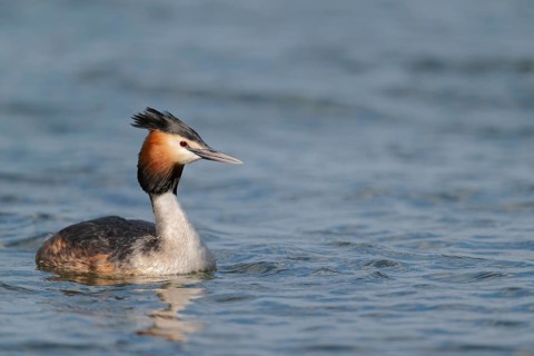 Haubentaucher Podiceps cristatus, Great Crested Grebe, Lower Saxony, Germany