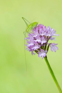 Locust Nymph, Poecilimon mytilenensis, Nymph Mytilene Bright Bush-cricket, Corfu, Greece
