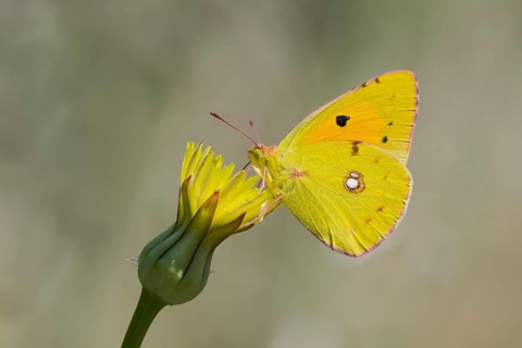 Postillion, Colias croceus, Clouded yellow butterfly, Corfu, Greece