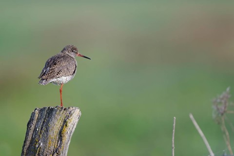 Redshank (Tringa totanus) sitting on a pole, Lower Saxony, Germany