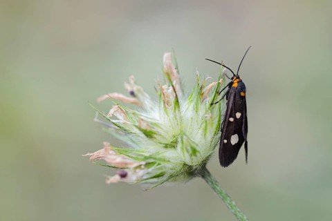 Hyaline brown ram, Dysauxes famula, Dysauxes famula moth, Corfu, Greece