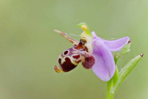 Snipe Ragwurz, Ophrys scolopax, Woodcock Orchid, Corfu, Greece