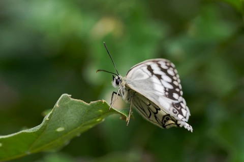 Balkan Chessboard, Melanargia Larissa, Balkan Marbled White Butterfly, Corfu, Greece