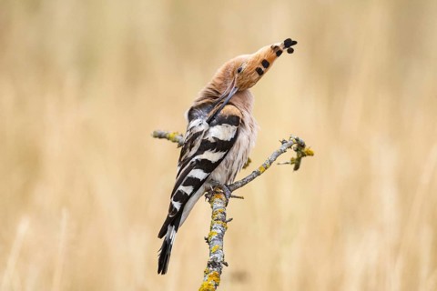 Hoopoe (Upupa epops) Plumage care Hungary