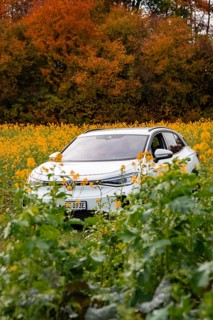 An SUV stands in a yellow field in front of an autumn-colored forest, Deer E-Carsharing, VW ID4,