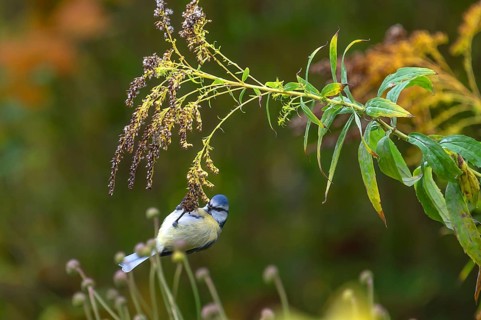 Blue tit (Cyanistes caeruleus) on a faded goldenrod (Solidago) Bavaria, Germany