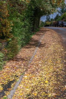 Autumn leaves on sidewalk and road, Eckental, Middle Franconia, Bavaria, Germany