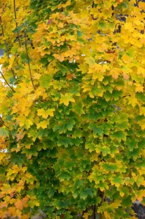 Autumnal maple leaves (Acer), Bavaria, Germany