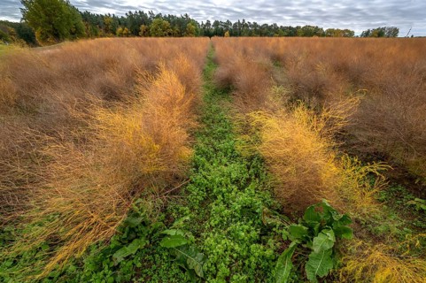 Autumn asparagus (Asparagus), Eckental, Middle Franconia, Bavaria, Germany