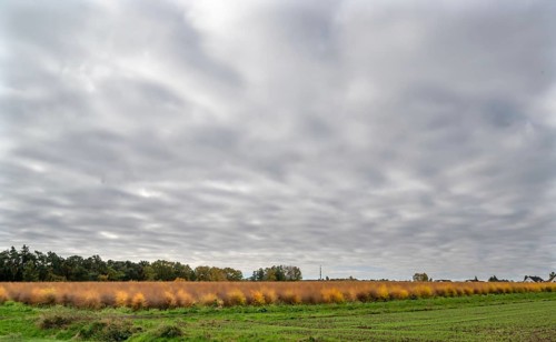Dense cloud cover over an autumn asparagus field (Asparagus), Eckental, Middle Franconia, Bavaria,