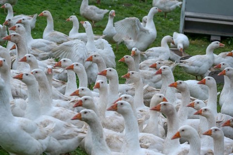 Free-range fattening geese (Anser anser domesticus) in a meadow, Bullach, Middle Franconia,