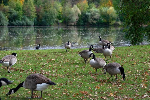 Canada geese (Branta canadensis) on a meadow by a lake, Hersbruck, Middle Franconia, Bavaria,
