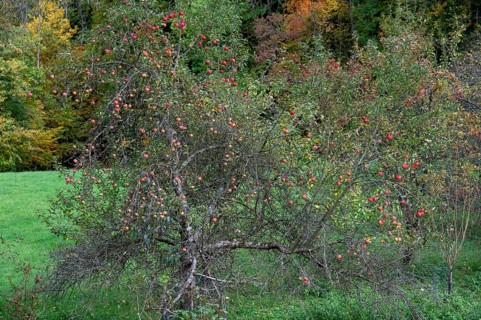 Hanging apples (Malus) in late autumn, Fanken, Bavaria, Germany