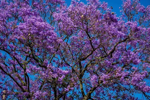 A vibrant jacaranda tree displays stunning purple flowers against a clear blue sky in Lisbon,