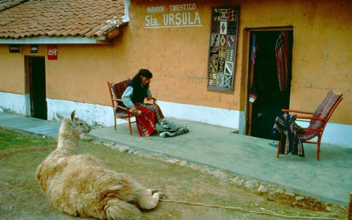 Llama lying in front of a souvenir shop in Cusco, Andean Highlands, Peru, South America, September