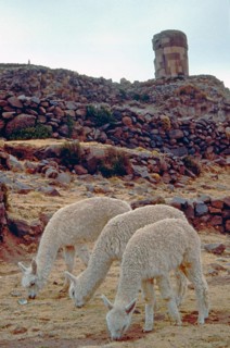 Alpacas in front of the Sillustani ruins on Lake Umayo near Puno, Andean highlands, Peru, South