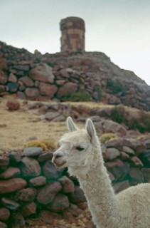 Alpaca in front of the Sillustani ruins on Lake Umayo near Puno, Andean highlands, Peru, South