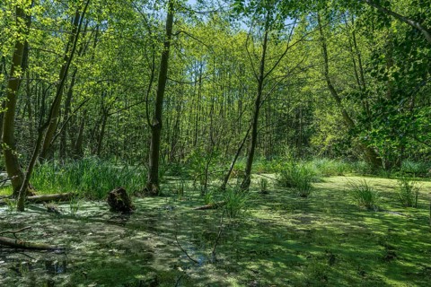 Moor and swamp landscape in the forest area near Wannsee near Berlin