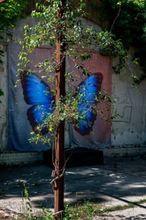 Posing background with butterfly, Lost Place, Heilstätten Beelitz, Brandenburg