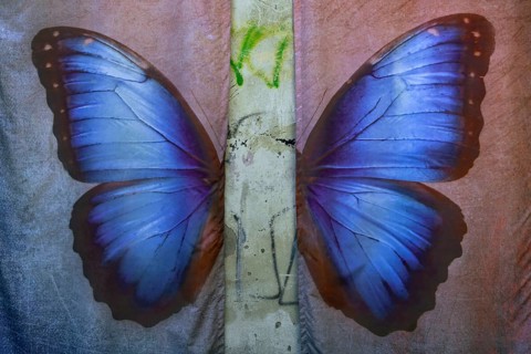 Posing background with butterfly, Lost Place, Heilstätten Beelitz, Brandenburg