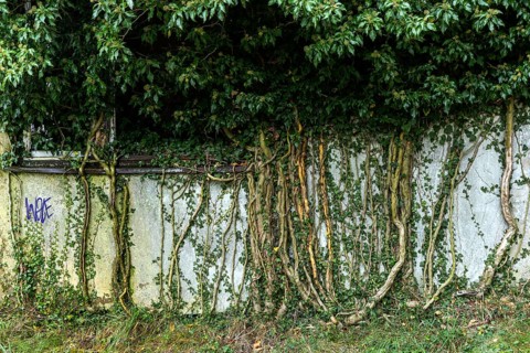 Ivy grows on old house wall, dilapidated plant of a former agricultural production cooperative of