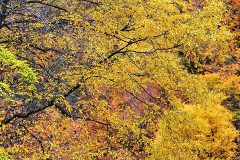 Fall Leaves, Indian Summer, Mohawk Trail Scenic Road, Massachusetts, New England, USA