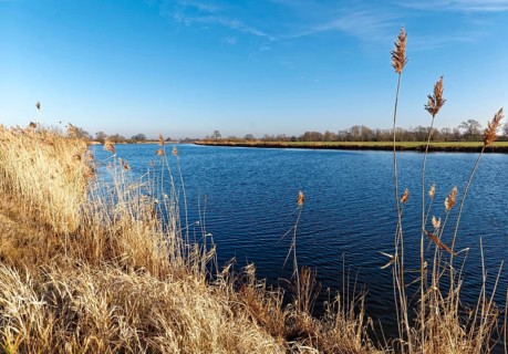 Dry reed grass on the Elbe in the Elbe floodplain near Bleckede-Heisterbusch in the Elbe River
