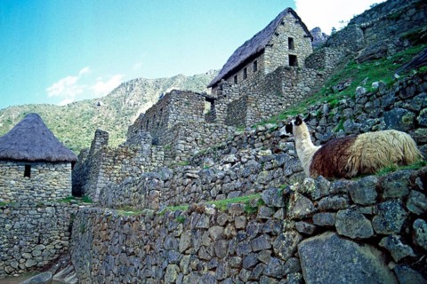 Llama, Machu Picchu, Andean highlands, Peru, South America, September 1997, vintage, retro, old,