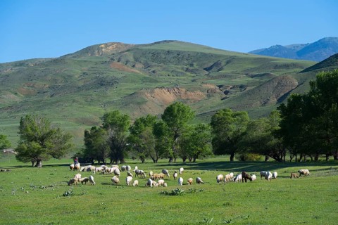 A flock of sheep grazing on a green field with hills in the background, landscape near Aspindza,