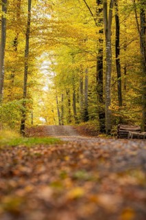 Autumn forest trail surrounded by colorful leaves and tall trees, VW ID4 electric car, Deer