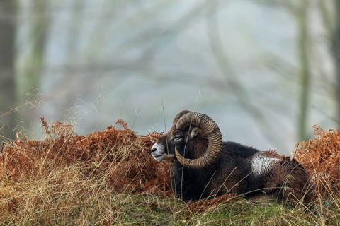 The mouflon ram (Ovis gmelini) has chosen an exposed spot on a hill in the forest to rest, so it