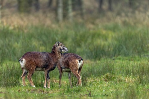 Two females of the European mouflon (Ovis gmelini), one of which is even a horned animal, an