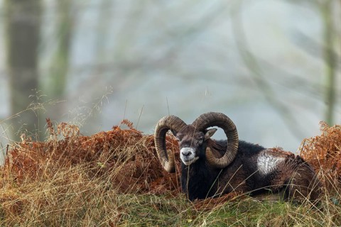 The mouflon ram (Ovis gmelini) has chosen an exposed spot on a hill in the forest to rest, so it