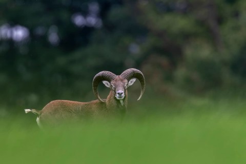 A young mouflon ram (Ovis gmelini) looks curiously over a hill, the raised frond signalling maximum