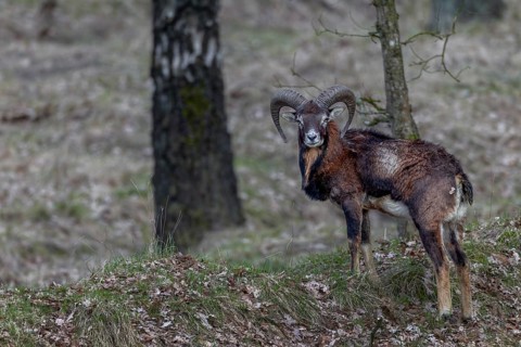 Young mouflon ram (Ovis gmelini) in April with visible metabolic problem, intestinal infection,