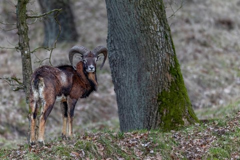 Young mouflon ram (Ovis gmelini) in April with visible digestive problem, intestinal infection,