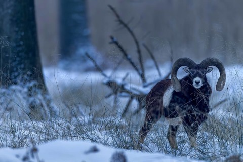 A mouflon ram (Ovis gmelini) in the late evening in the winter forest, winter, snow, Germany
