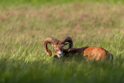 Mouflon ram (Ovis gmelini) in early summer, Germany