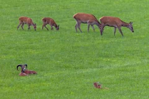 The resting mouflon herd (Ovis gmelini) pays little attention to the red deer (Cervus elaphus) with