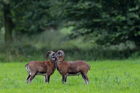 European mouflons (Ovis gmelini) are very social animals that often seek direct contact with