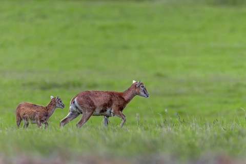 Mouflon (Ovis gmelini) ewe with lamb in a meadow, offspring, rearing young, Germany