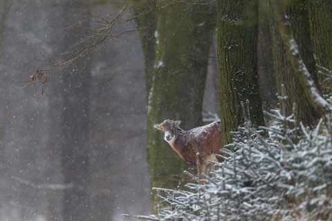 A female mouflon (Ovis gmelini) while it is snowing, snowfall, snowflakes, winter, Germany